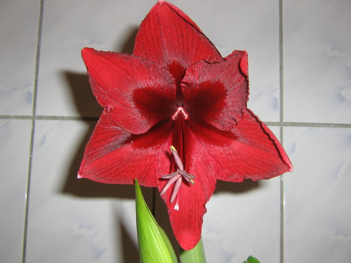 2145129140075666569xEFXys_fs - Hippeastrum