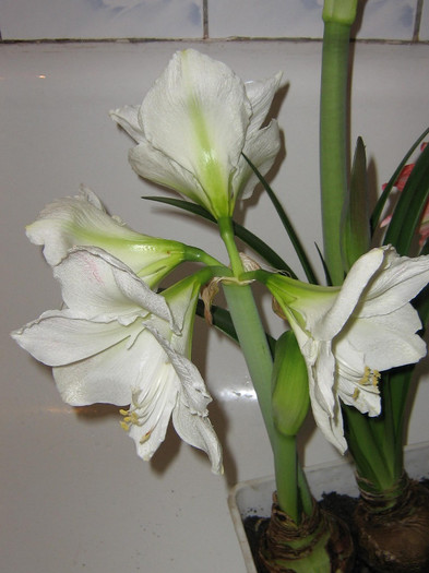 2149596240075666569jQhlnu_fs - Hippeastrum