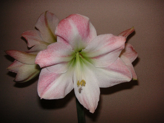 2150838070075666569CbPdGA_fs - Hippeastrum