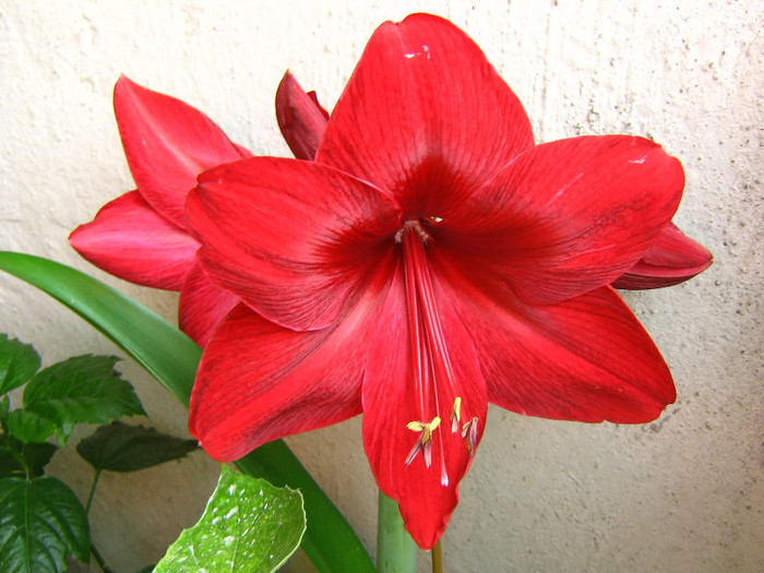2153949970075666569uFtlTz_fs - Hippeastrum