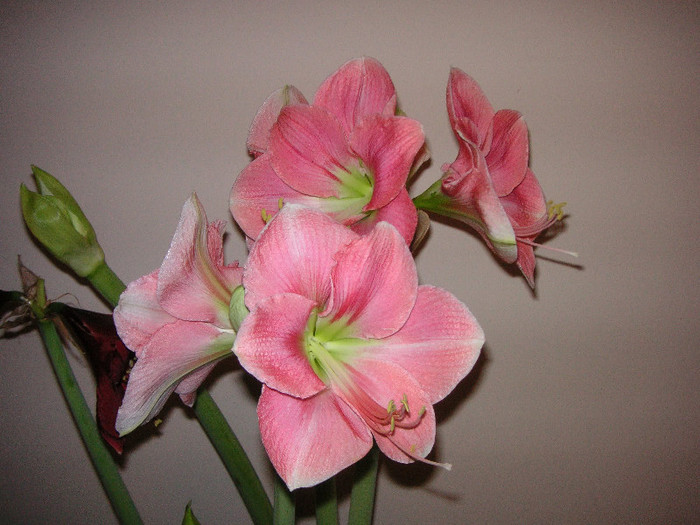 2161660460075666569EyoSbW_fs - Hippeastrum
