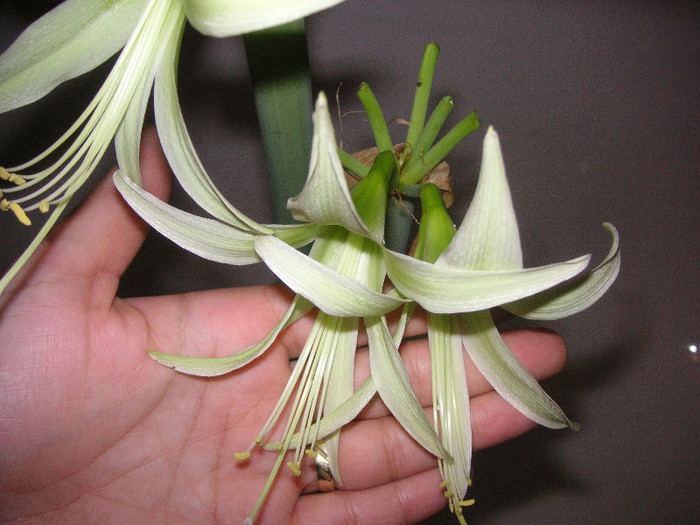 2164961670075666569dqOaXA_fs - Hippeastrum