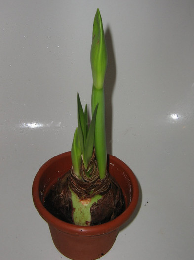 2170640360075666569clfHUQ_fs - Hippeastrum