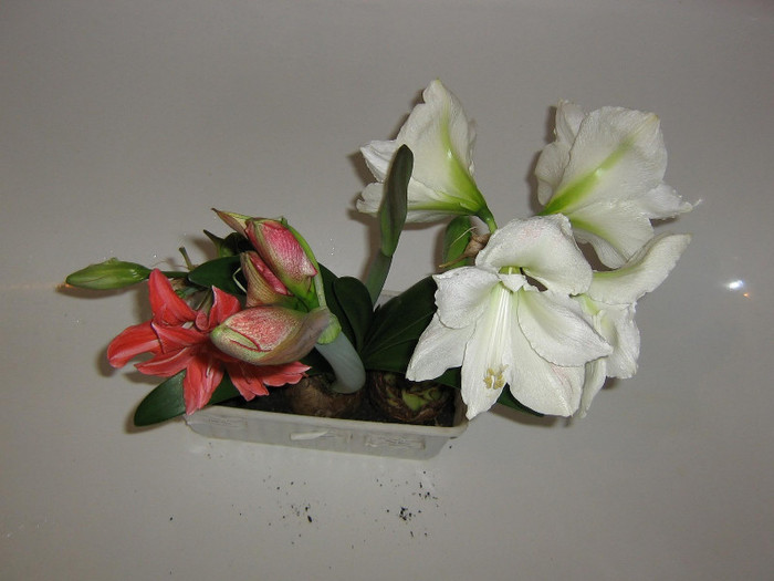 2171209030075666569SmXTTv_fs - Hippeastrum