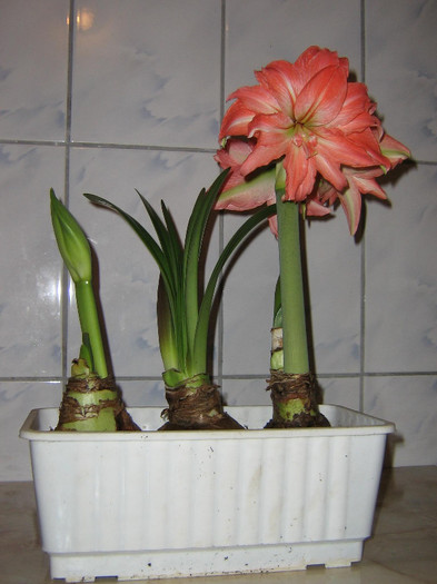 2171571040075666569ZpJagX_fs - Hippeastrum
