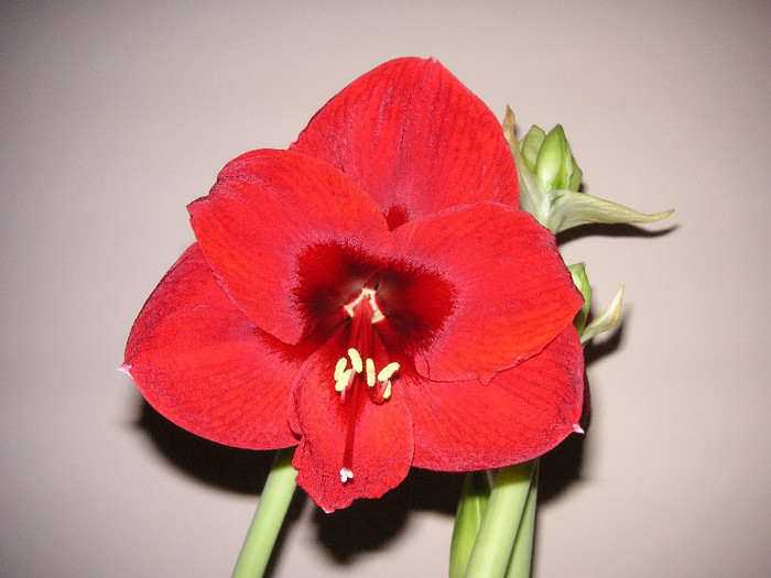 2173053490075666569FRQPyO_fs - Hippeastrum