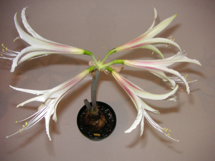 2174152400075666569nMTnQp_fs - Hippeastrum