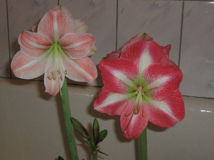 2174583480075666569QIulyZ_fs - Hippeastrum