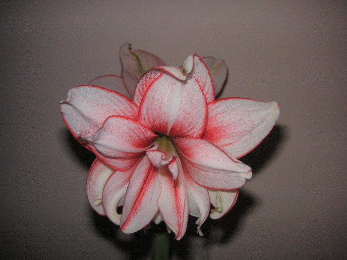 2174931430075666569FJyOTI_fs - Hippeastrum