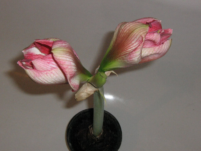 2176154950075666569KgZJXx_fs - Hippeastrum