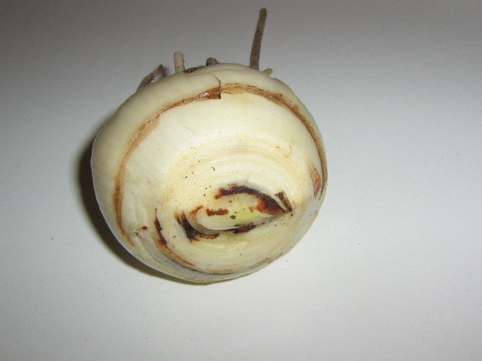 2179785410075666569rLxYoN_fs - Hippeastrum