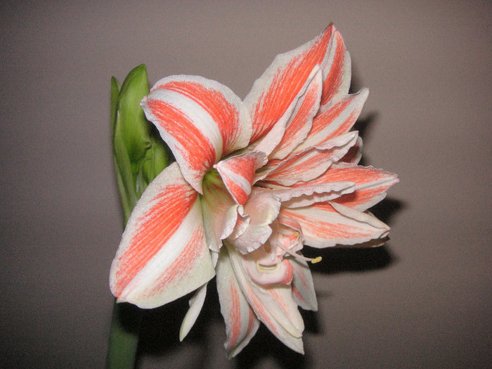 2180827940075666569gfwEPo_fs - Hippeastrum