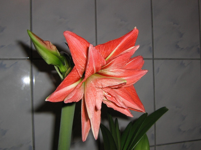 2183071240075666569NNEsFh_fs - Hippeastrum
