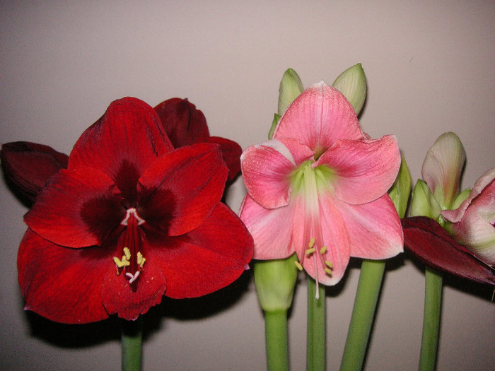 2184365840075666569UaPuuP_fs - Hippeastrum