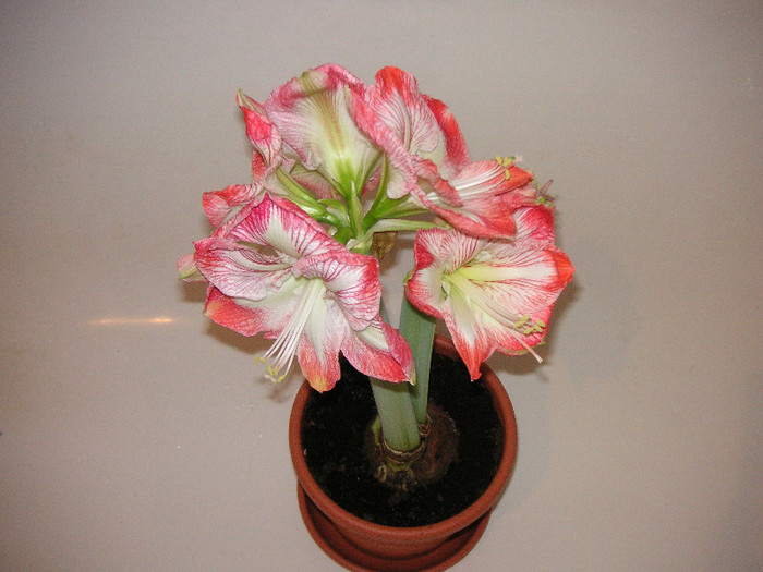 2189581220075666569JiPdJe_fs - Hippeastrum