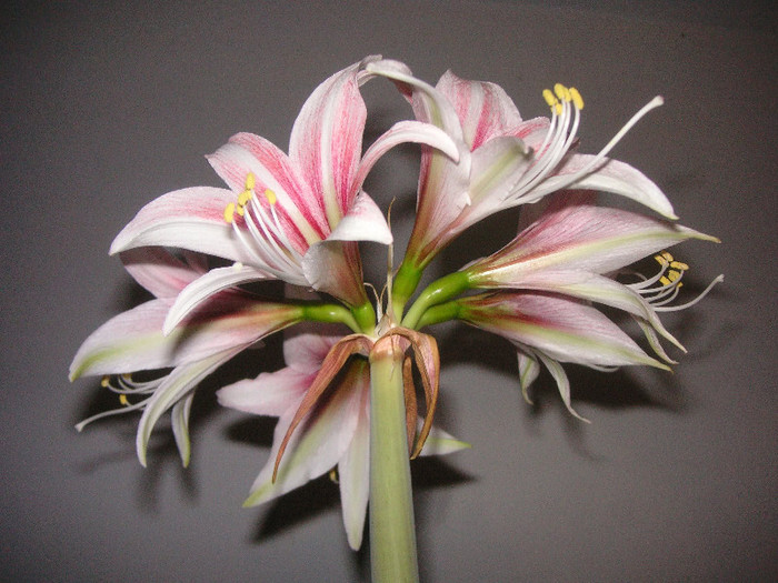 2192338160075666569PaVdAV_fs - Hippeastrum