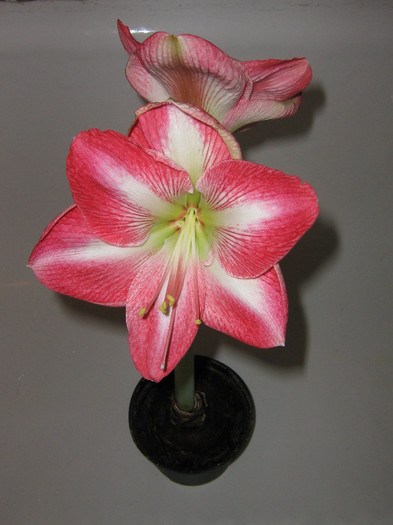 2193804520075666569OkVkTp_fs - Hippeastrum