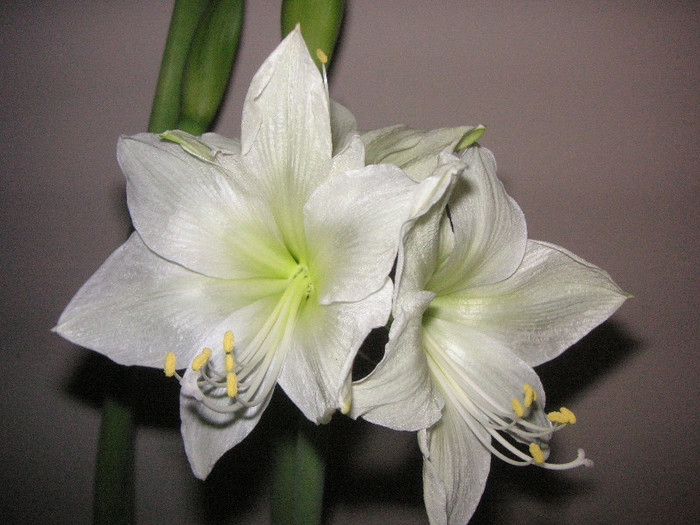 2194785040075666569udQgGo_fs - Hippeastrum