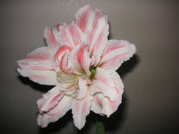 2200394400075666569HkTGUh_fs - Hippeastrum