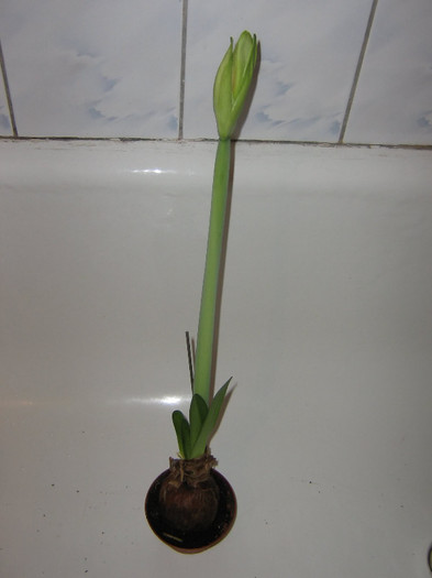 2200397000075666569UbDxns_fs - Hippeastrum