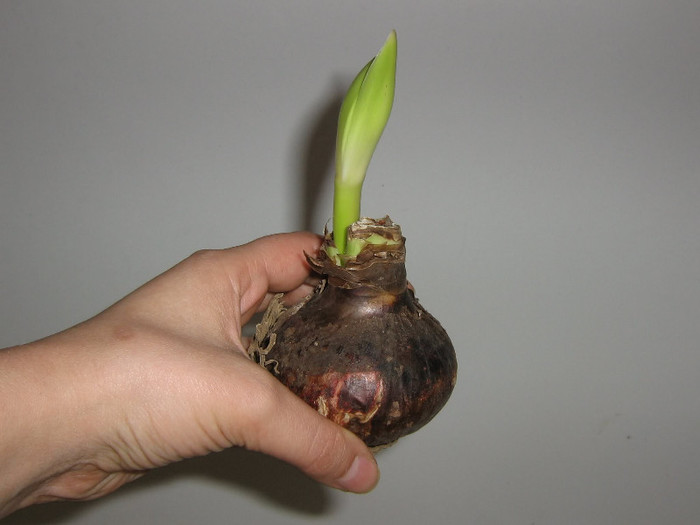 2202021970075666569OFPZYp_fs - Hippeastrum