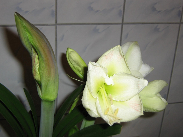 2204600450075666569rkjkFq_fs - Hippeastrum
