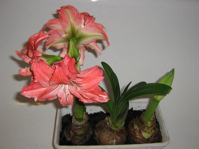 2209583690075666569RsIAQA_fs - Hippeastrum