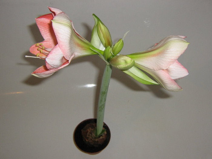 2210015030075666569shkPaE_fs - Hippeastrum