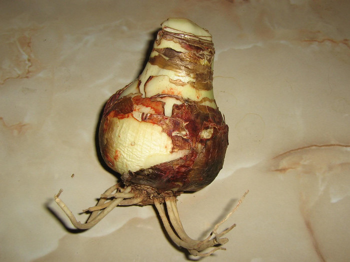 2215129410075666569ijhhMb_fs - Hippeastrum