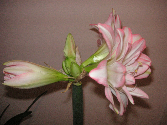 2218196470075666569ecQHlQ_fs - Hippeastrum