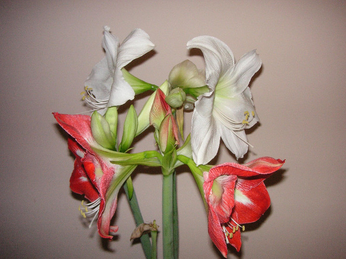 2229384540075666569MOPnQt_fs - Hippeastrum