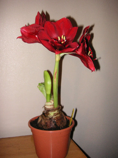 2239857180075666569EEAqkA_fs - Hippeastrum