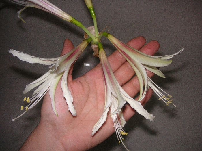 2241181740075666569EPjjjd_fs - Hippeastrum
