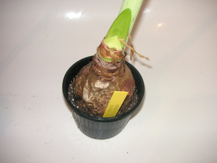 2245272350075666569tMykLZ_fs - Hippeastrum