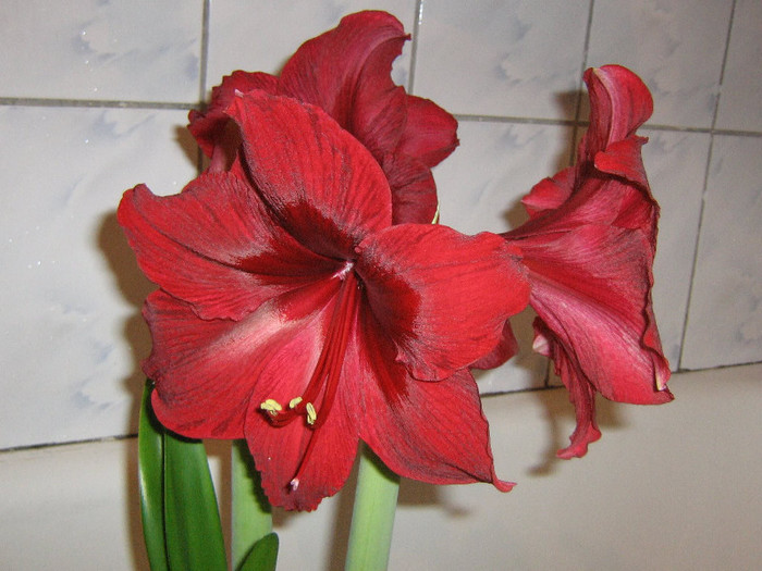 2246990960075666569ECnMdt_fs - Hippeastrum