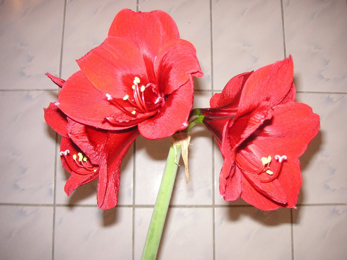 2247001450075666569nxlnPU_fs - Hippeastrum