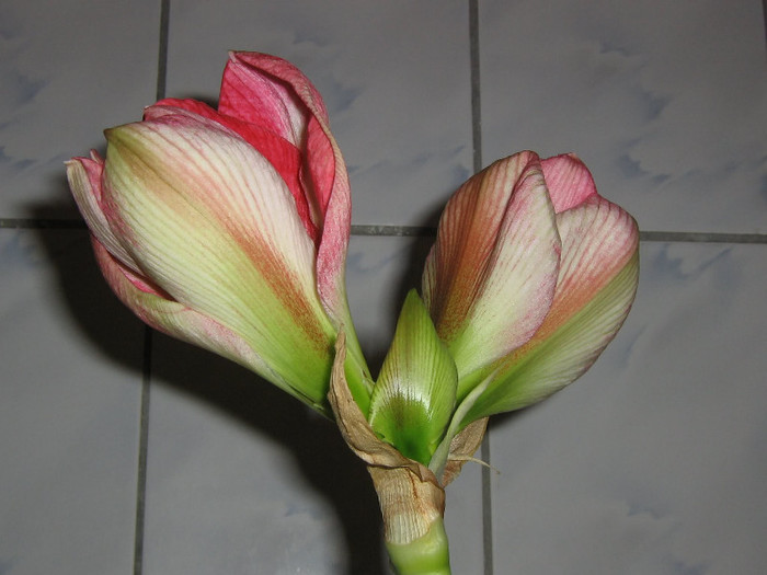2247485030075666569TkeHit_fs - Hippeastrum