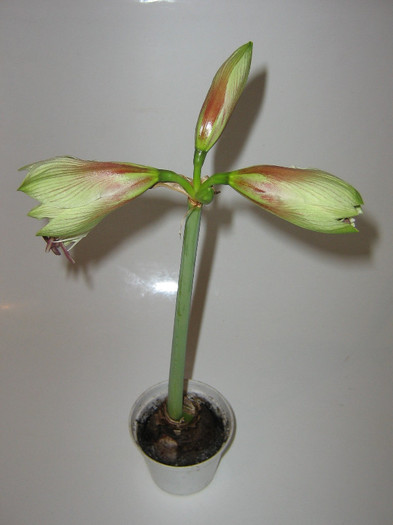 2250081960075666569OraKtD_fs - Hippeastrum