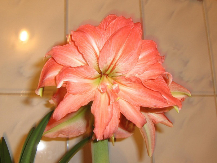 2254610660075666569IzVfta_fs - Hippeastrum