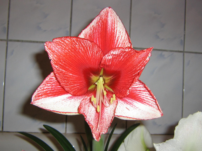2254677020075666569PluLfY_fs - Hippeastrum