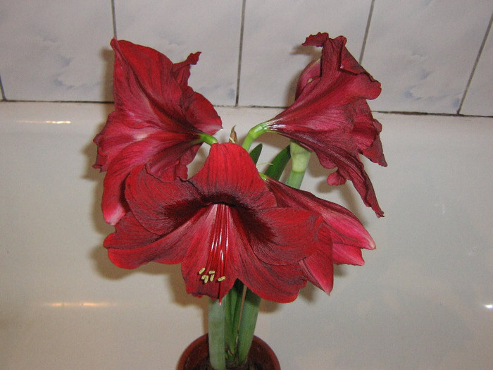 2255169080075666569krcuwL_fs - Hippeastrum