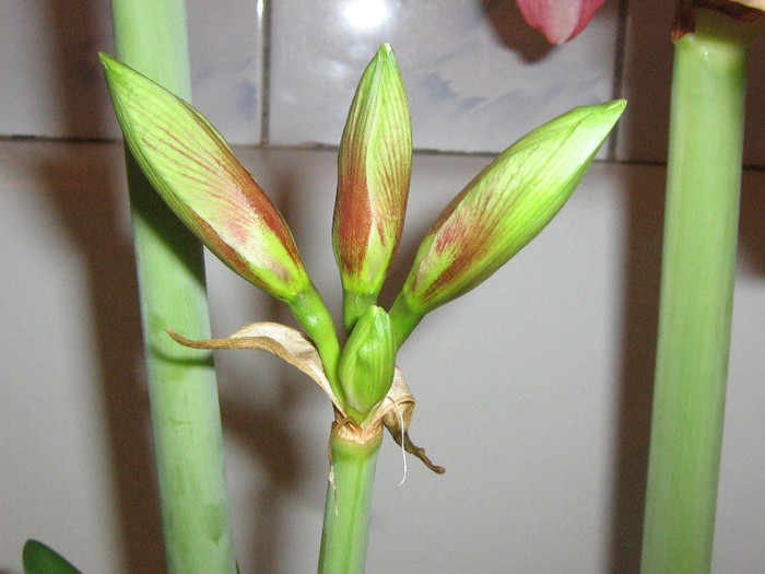 2257677870075666569sysftu_fs - Hippeastrum
