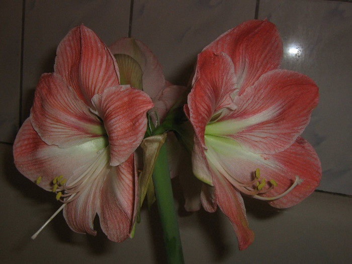 2258030680075666569DBUUIo_fs - Hippeastrum