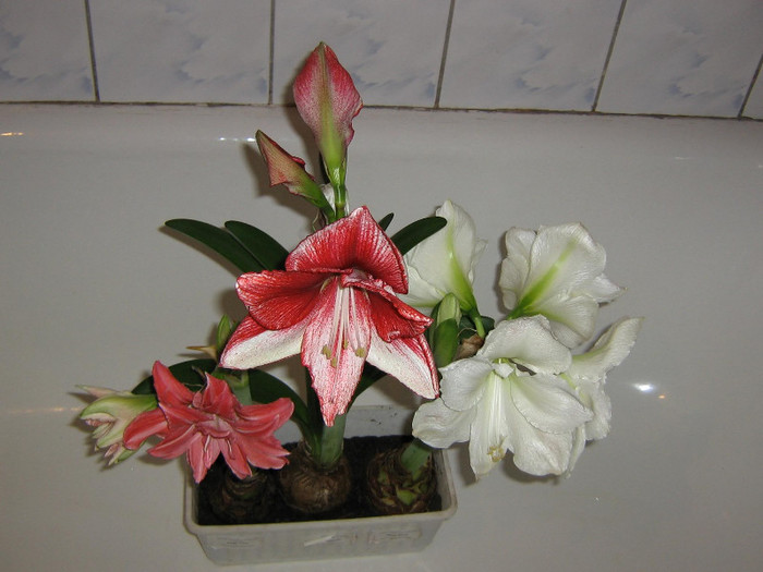2259474090075666569qYxwnc_fs - Hippeastrum