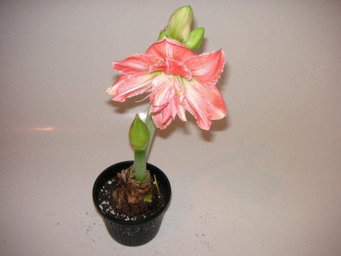 2259900520075666569tTPwwa_fs - Hippeastrum