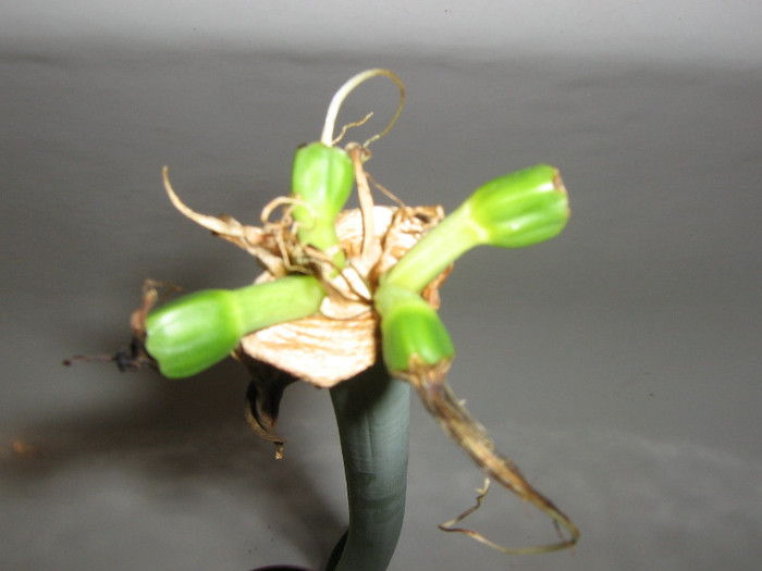 2262372070075666569aSiFIw_fs - Hippeastrum