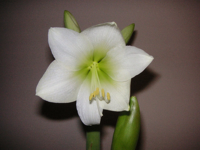 2262688420075666569tilqpD_fs - Hippeastrum