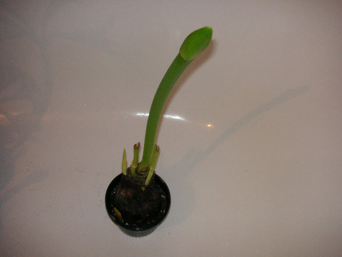 2273889550075666569fHRGxo_fs - Hippeastrum
