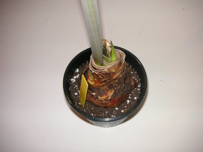 2278771480075666569JaLTgF_fs - Hippeastrum