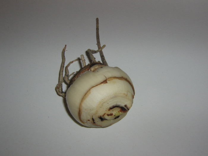 2278892310075666569gLDlFI_fs - Hippeastrum